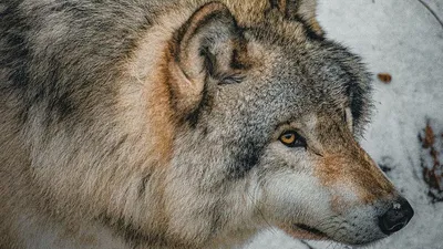 Картина на холсте \"волки красивые волк большой живой животные\" 20x30  интерьерная в комнату на стену в спальню - купить по низкой цене в  интернет-магазине OZON (620953201)