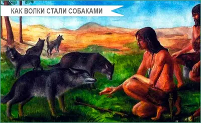 Тайга не может их прокормить»: в Якутии расплодились волки - «Экология  России»
