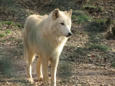 В региональном минэкологии полагают, что тамбовские волки в Ржаксинском  округе — это собаки