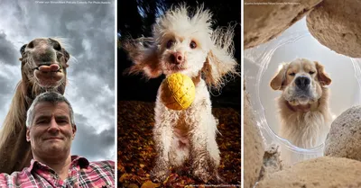 40 лучших смешных фотографий животных 2020 года, по версии Comedy Pet  Photography Awards