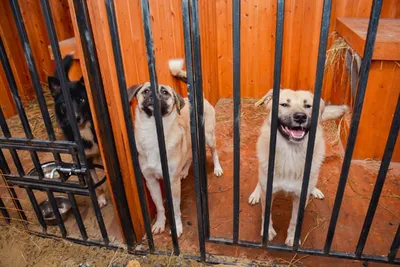 В Нефтеюганском районе начал работу новый приют для бездомных животных |  Общество | Информационно-аналитический интернет портал ugra-news.ru -  Новости Югры
