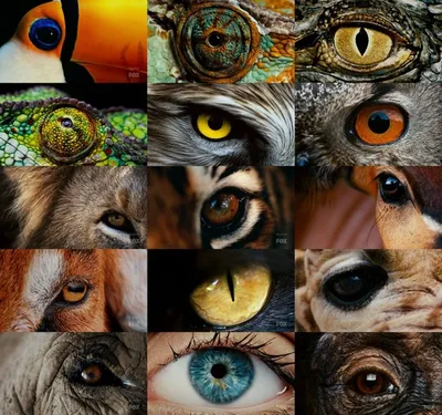 Зрачки разных животных - 32 фото