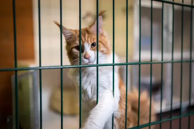 Иран намерен запретить содержание домашних животных | Ветеринария и жизнь
