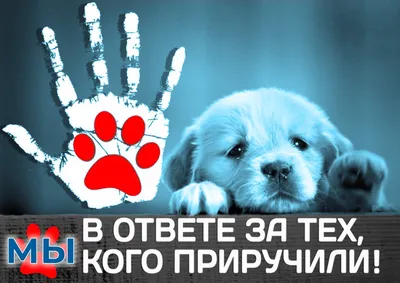 30 ноября — Всемирный день домашних животных — Управление ветеринарии  Ростовской области