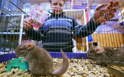Эксперты оценили идею запретить продажу животных в зоомагазинах — РБК