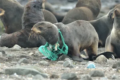Смерть от пластика — это не естественный отбор: как спасают животных на  Сахалине - SakhalinMedia