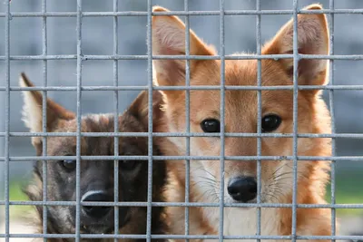 Приставы не смогут арестовывать у должников домашних животных - Российская  газета