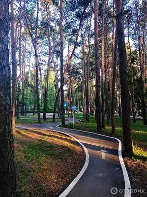 В воронежском парке «Дельфин» планируют построить зону барбекю, вейк-парк и  организовать глемпинг | Горком36 новости Воронеж