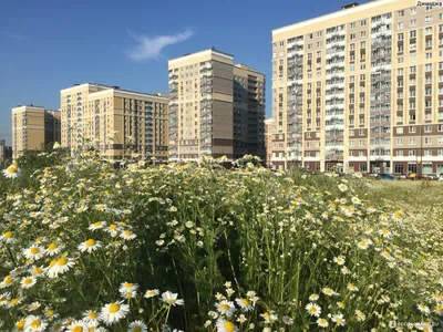 ЖК Остафьево, Москва - «Сказ о Новой Москве, детской площадке для взрослых  и говорящих лавках» | отзывы