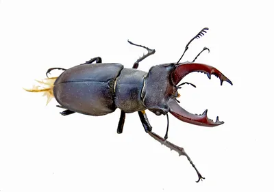 Жук-олень Lucanus cervus (Linnaeus, 1758) (Lucanidae) - атлас жуков России  - фото К.В.Макарова