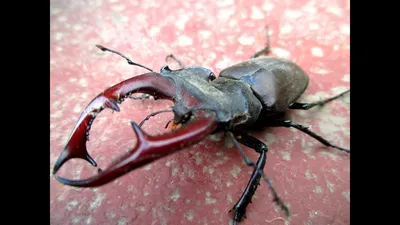 Жук-олень / Lucanus cervus / Stag-beetle / Еленов рогач / … | Flickr