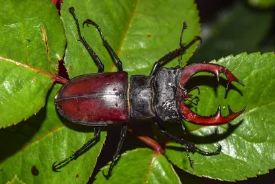 Жук-олень Lucanus cervus (Linnaeus, 1758) - фотографии самцов в природе  С.О.Какунина