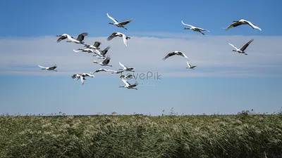 Летающий журавль с красной короной в живописном месте водно боло  изображение_Фото номер 501588137_JPG Формат изображения_ru.lovepik.com