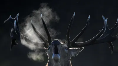 Олень носит на рогах голову соперника — жуткие кадры - 09.12.2021, Sputnik  Кыргызстан