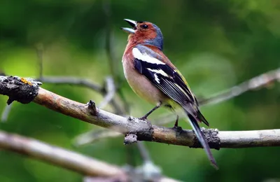 Зяблик - это перелетная птица или нет, как поёт и выглядит | MP