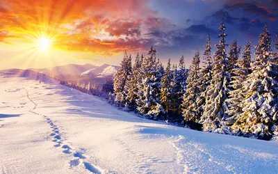 Фото Лучи света Ель Зима Солнце Природа снега Пейзаж Рассветы и