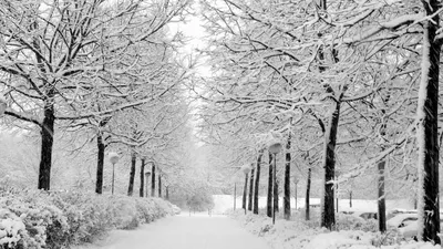 Обои Зима, картинки - Обои для рабочего стола Зима фото из альбома:  (природа)