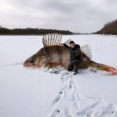 Рыбалка зимой - 88 фото