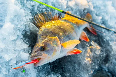 Фон зимняя рыбалка (58 фото)