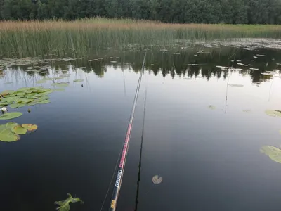 Летняя рыбалка (Много фото!) - treepics.ru
