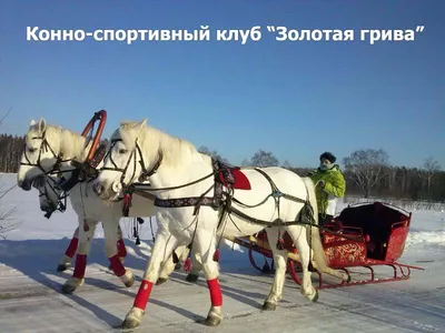 Русская тройка лошадей идет на дорогу снега в зимнем дне Стоковое Фото -  изображение насчитывающей снаряжение, развилки: 137429278