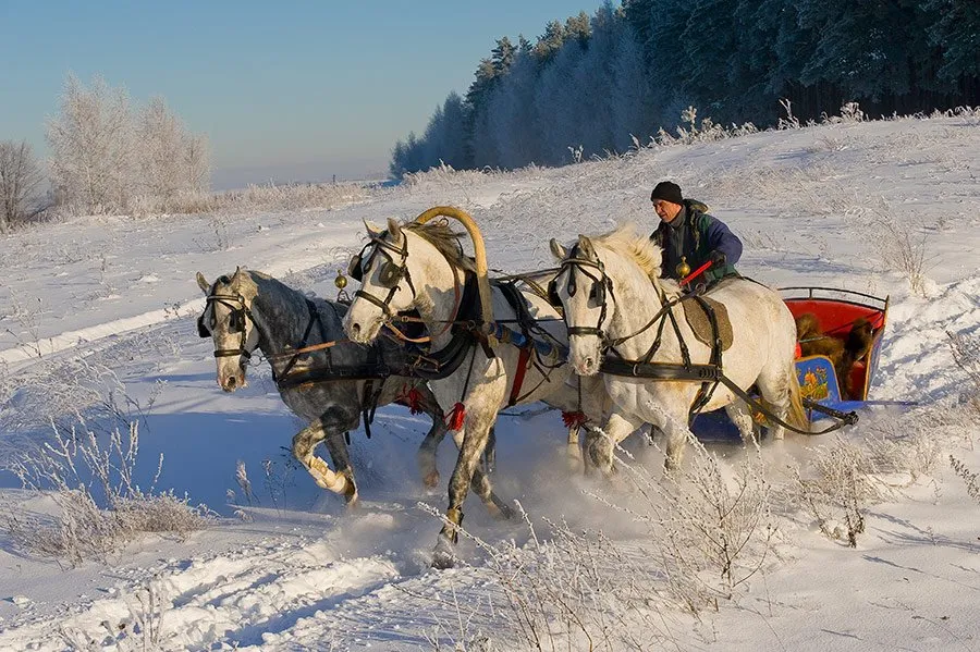 Невдалеке стояла телега запряженная. Лошадь в упряжке. Тройка лошадей. Лошадь с санями. Зимой на санях.