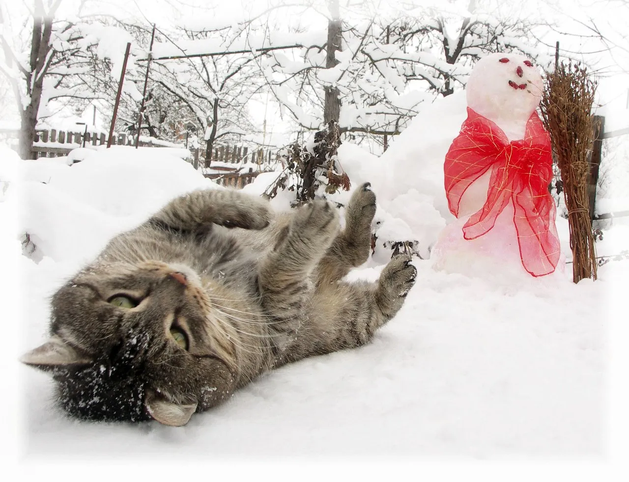 Зимнее утро весело. Котенок в снегу. Котята зимой. Кот в сугробе. Снежное утро с котиком.
