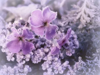 Зимние цветы - 37 фото
