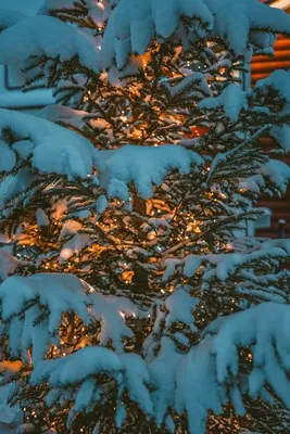 Новогодние фотографии/картинки | Зимние картинки, Пейзажи, Рождественские  пейзажи