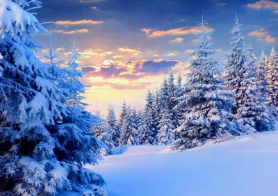 Красивый зимний лес фон - 67 фото