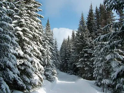 Зимний лес (49 фото) природа, деревья картинки видео | Пейзажи, Живописные  пейзажи, Зимние картинки