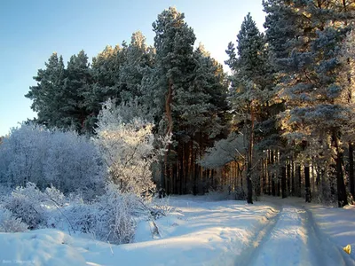 Русский лес зимой - 57 фото