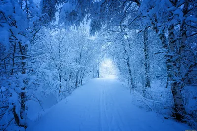 Зимний лес снегопад - фото и картинки: 31 штук