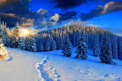 Красивый зимний лес - 58 фото
