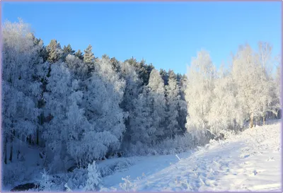 Фото зимний лес - Зима - Фото галерея - Галерейка