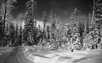 Картинка Зимний лес » Черно-белые » Картинки 24 - скачать картинки бесплатно