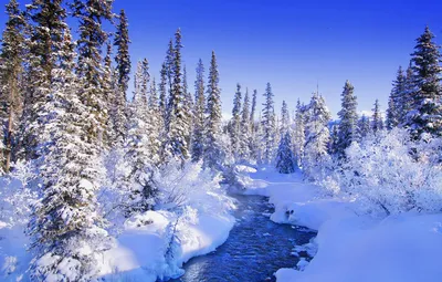 Обои лес, зимний, сказочный картинки на рабочий стол, раздел пейзажи -  скачать