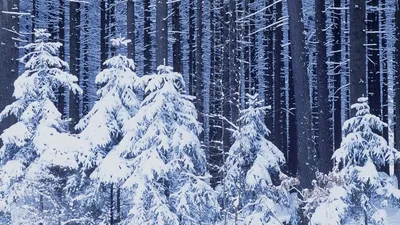 Зимний лес скачать фото обои для рабочего стола (картинка 6 из 11)