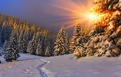 Леса зимой - фото и картинки: 32 штук