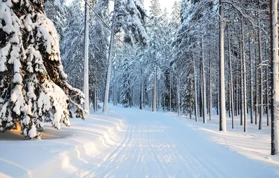 Картинки зимний лес (60 фото)