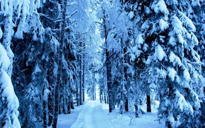 Картинка Зимний лес » Лес картинки скачать бесплатно (224 фото) - Картинки  24 » Картинки 24 - скачать картинки бесплатно