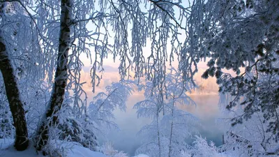 Красивые картинки, обои и фотографии в высоком качестве: Зимние леса \\  Winter forest
