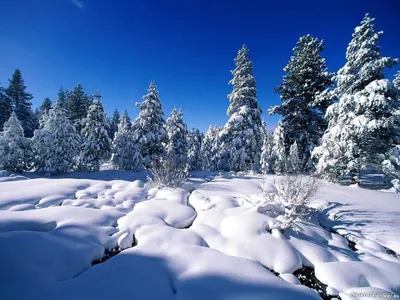Зимний лес: новогодние обои, картинки, фото 1280x1024
