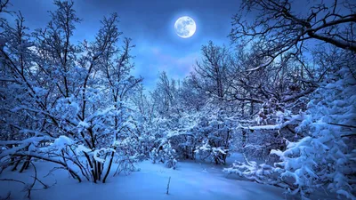 Фото Зимний лес при луне