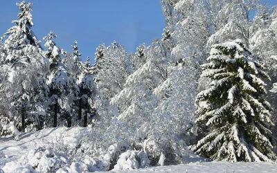 Картинка Зимний лес » Зима картинки скачать бесплатно (289 фото) - Картинки  24 » Картинки 24 - скачать картинки бесплатно