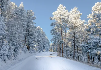 Природа зима лес - 44 фото - картинки и рисунки: скачать бесплатно