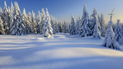 Зимний лес фон - 53 фото