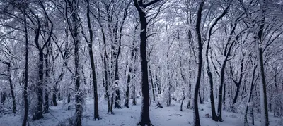 Зимний лес фото - фотосток Fotoart