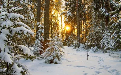 Природа зима лес - 44 фото - картинки и рисунки: скачать бесплатно