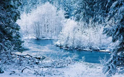 Хрустальный зимний лес скачать фото обои для рабочего стола